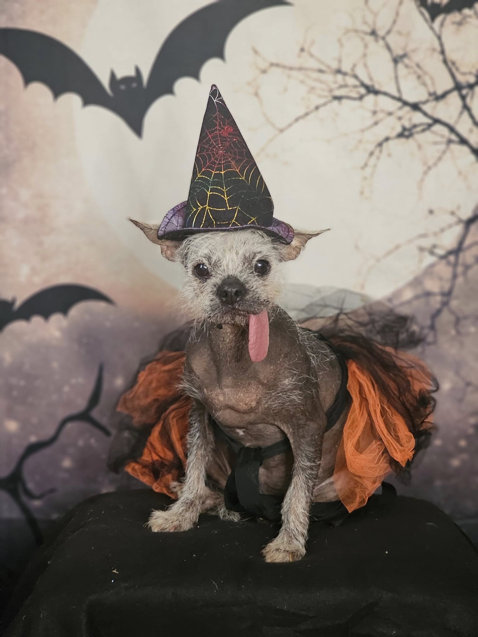 Halloween Backdrop UK Festival Backdrop UK Night Background Moon and Bats Background DBD-H19004