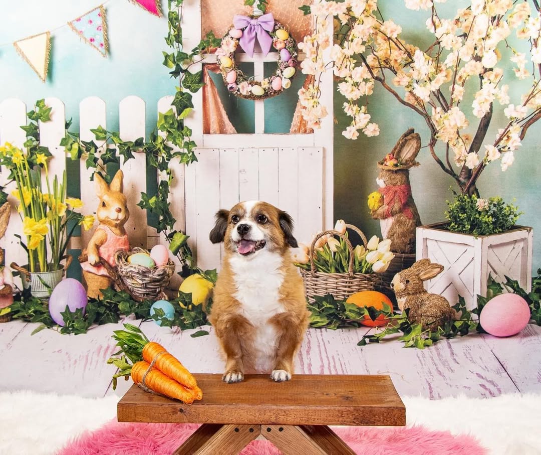 Easter Bunny Eggs Colorful Flowers Backdrop UK D1053