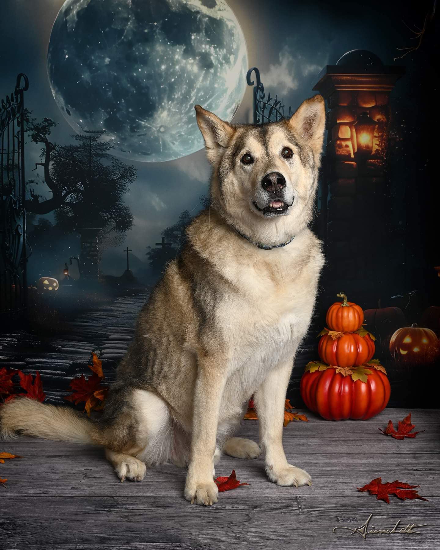 Halloween Dark Graveyard Gate Skeleton Backdrop UK RR7-455
