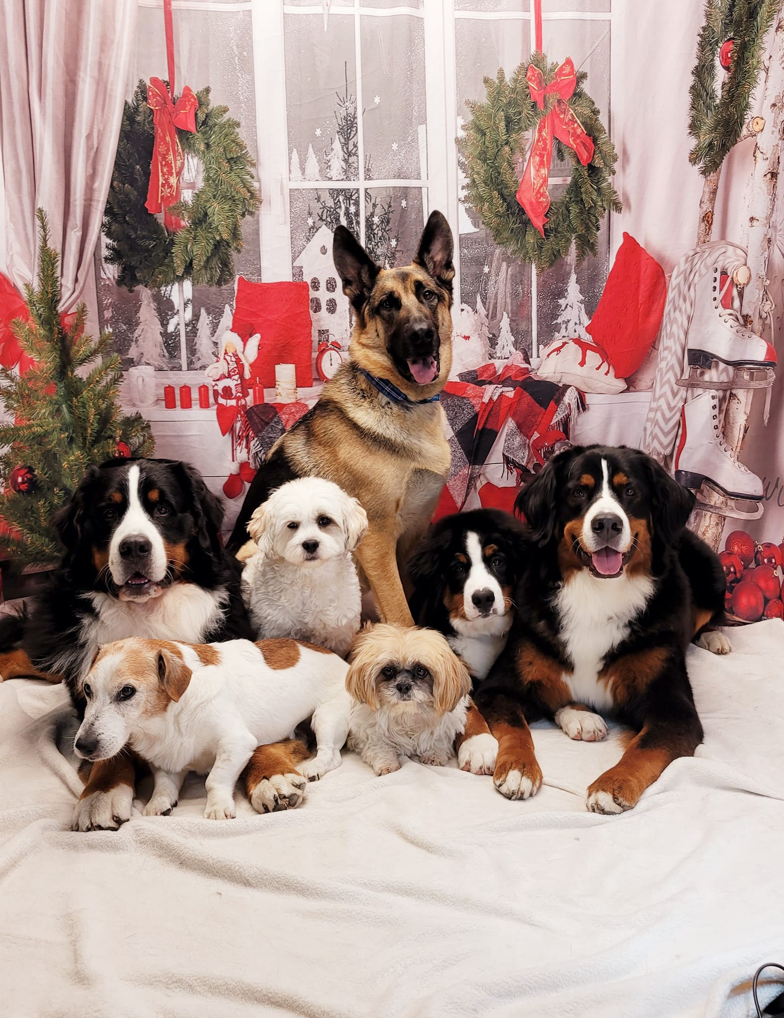 Christmas Decor Room Window Photography Backdrop UK DBD-H19180