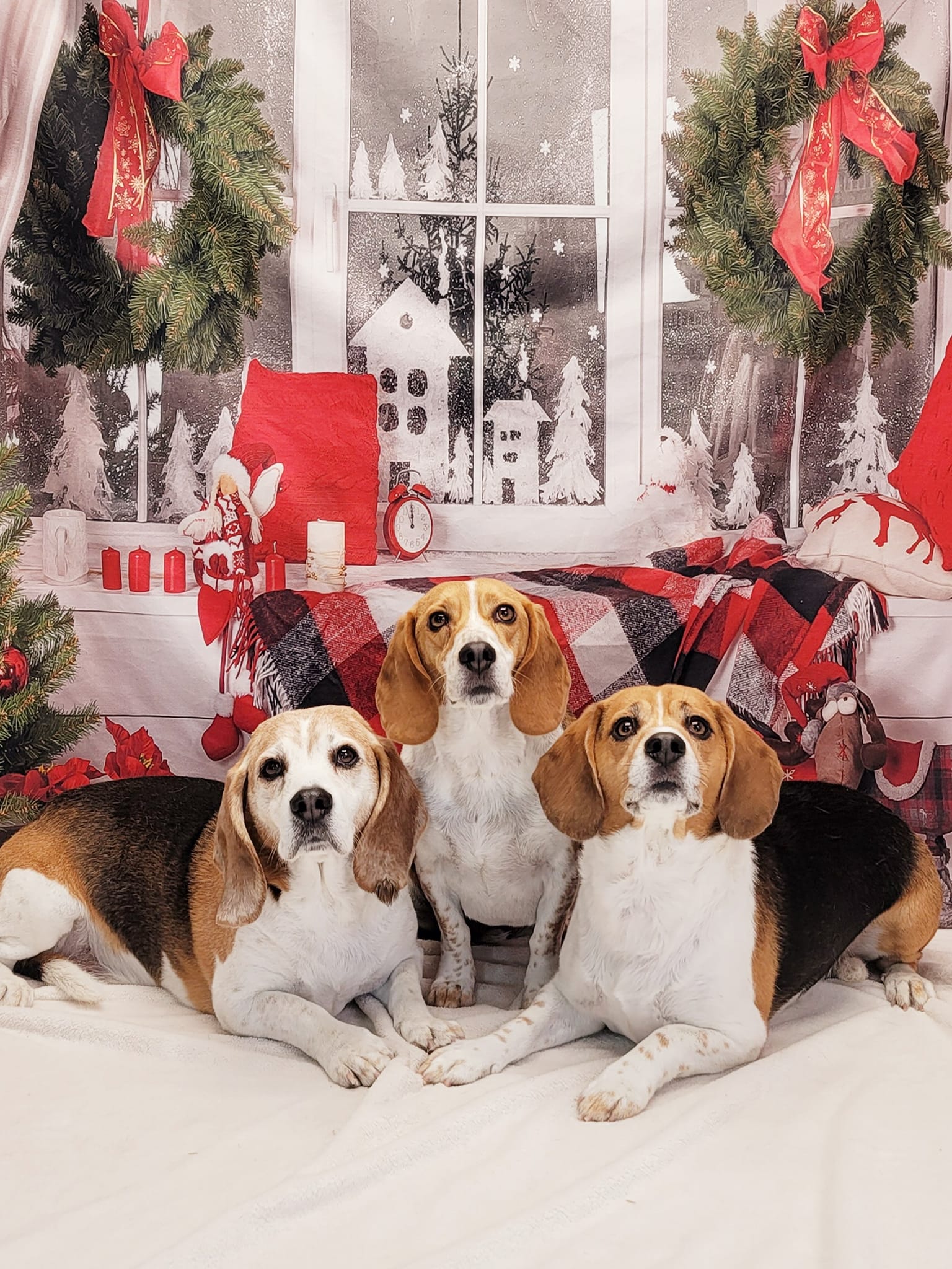 Christmas Decor Room Window Photography Backdrop UK DBD-H19180