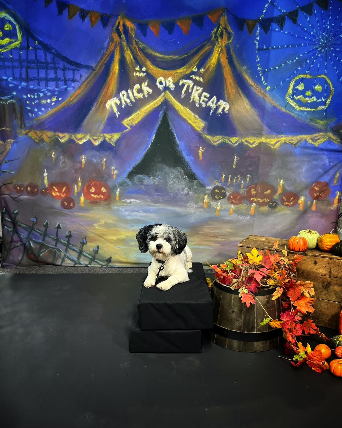 Halloween Backdrop Carnival Tent Pumpkins Moon Halloween Photo Backdrop UK MRR9-102