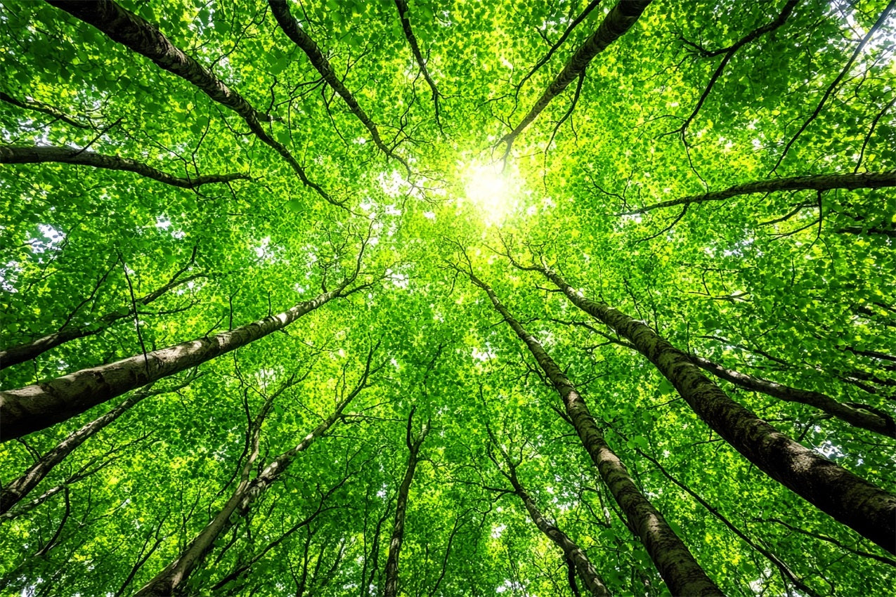 Photography Backdrops Forest Lush Tree Tops Sky Backdrop UK CSH4-90