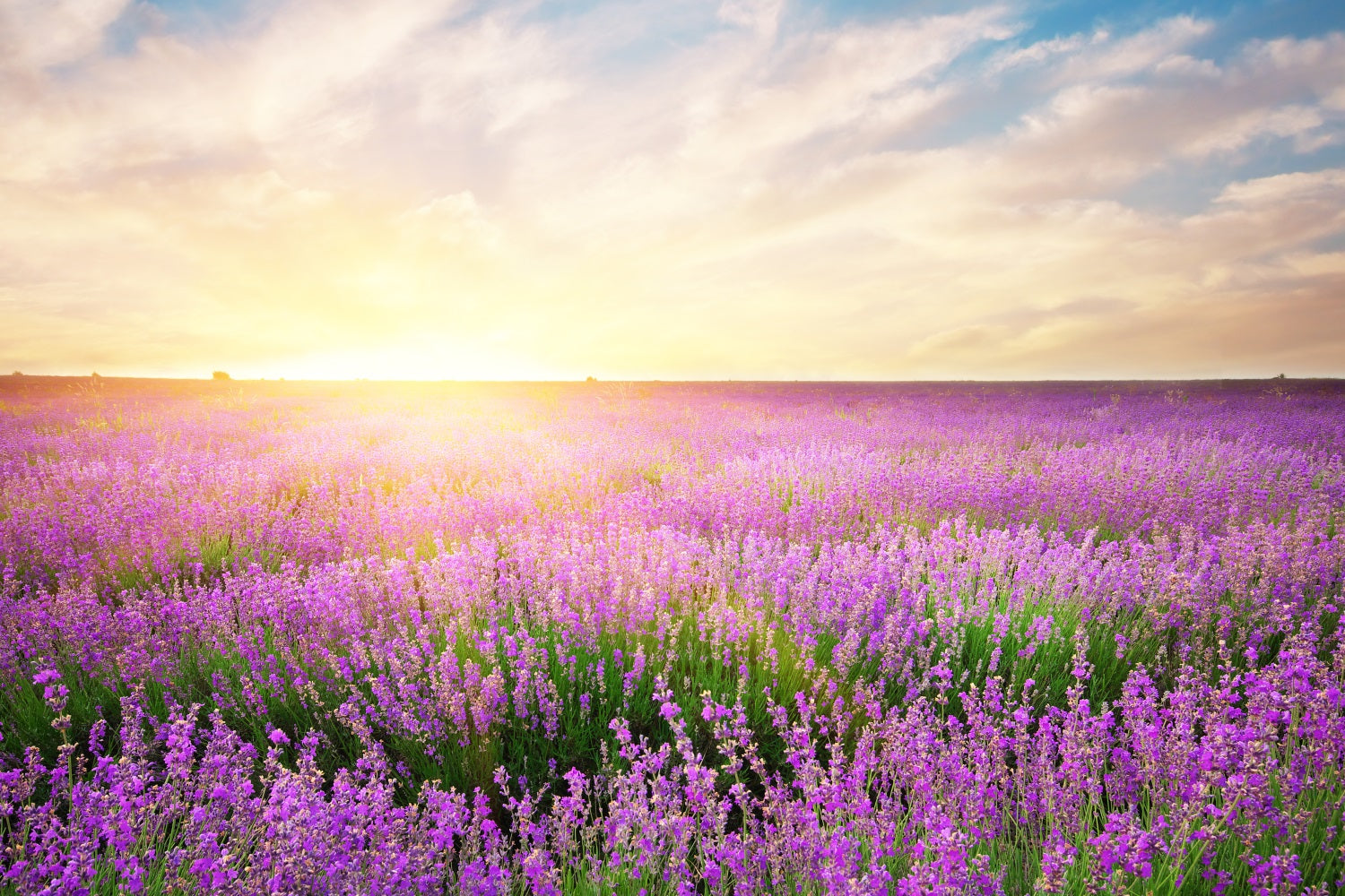 Lavender Backdrop Morning Bloom Floral Photography Backdrop UK GQ4-21