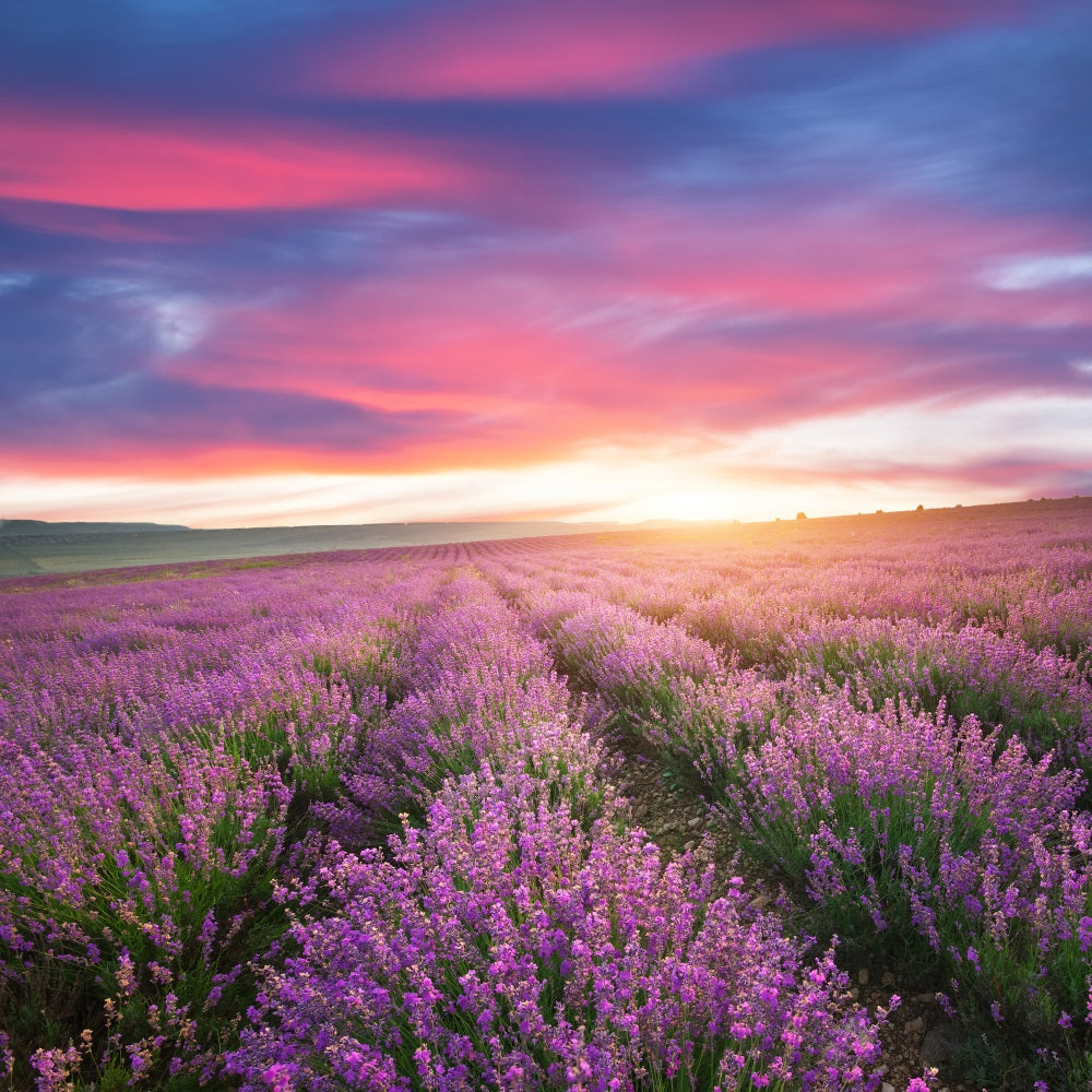Purple Backdrop For Photography Sunset Lavender Rows Backdrop UK GQ4-22