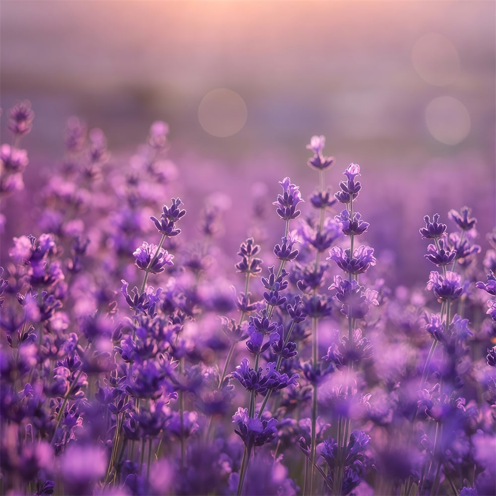 Purple Flowers Backdrop Gentle Violet Meadow Backdrop UK GTY3-32