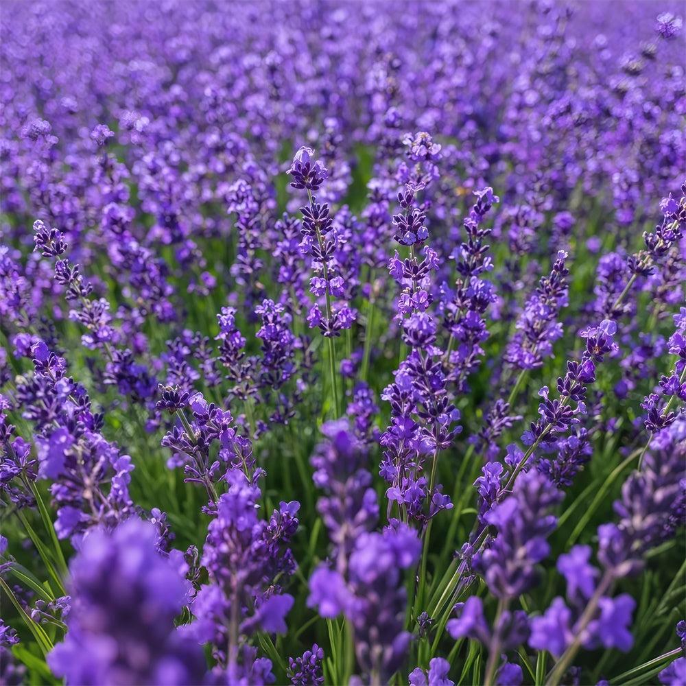 Flower Photo Backdrop Enchanting Lavender Expanse Backdrop UK GTY3-33