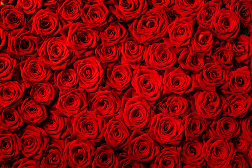 Flower Red Roses Backdrop for Photography UK M-60