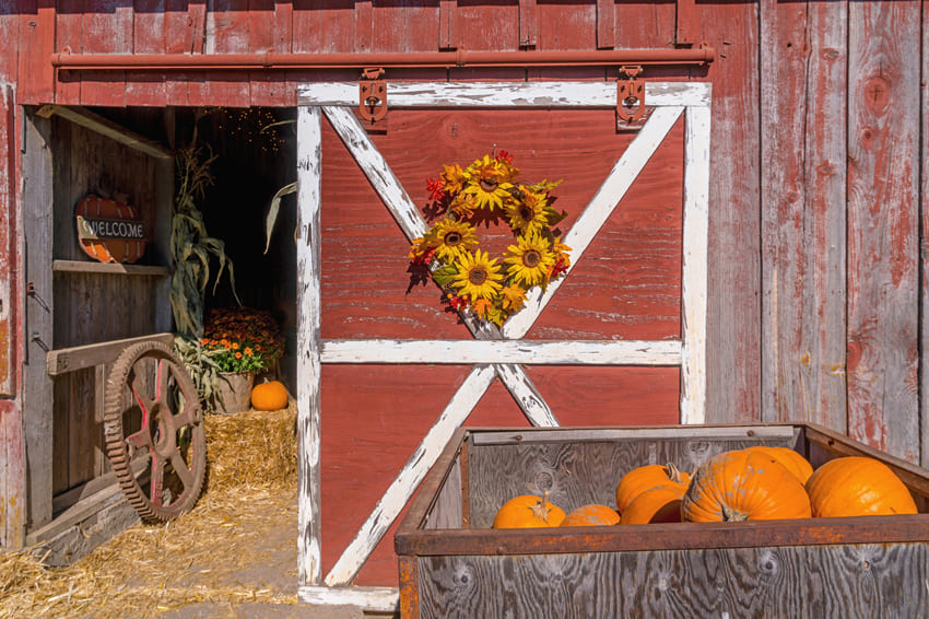 Red Barn Pumpkin Harvest Thanksgiving Backdrop UK M8-51