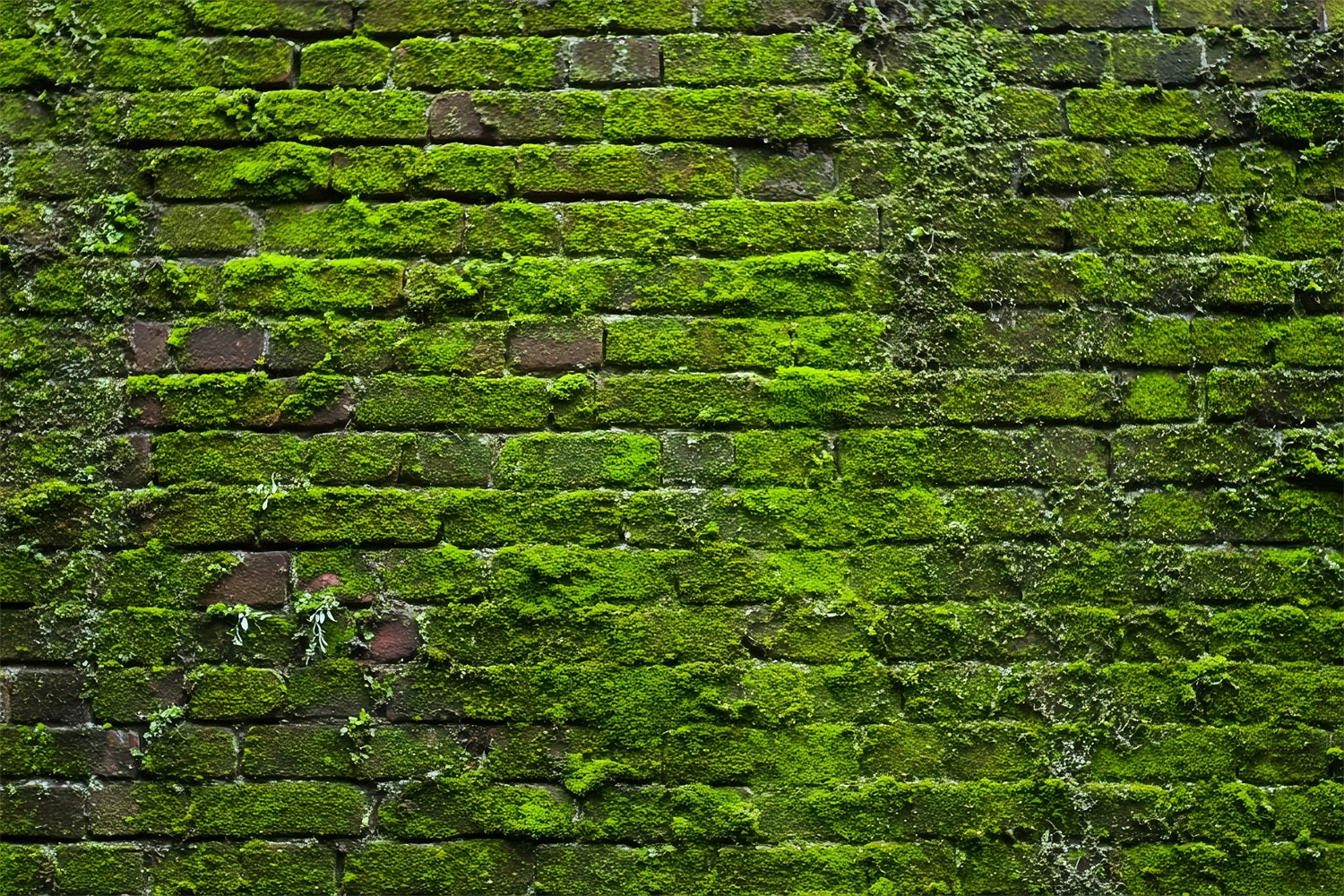 Brick Wall Backdrops Green Moss Vintage Wall Brick Photo Backdrop UK TWW59-185