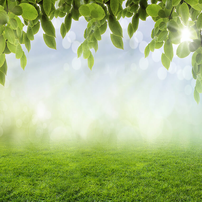 Spring Leaves Grass Sunshine Bokeh Backdrop UK D1060