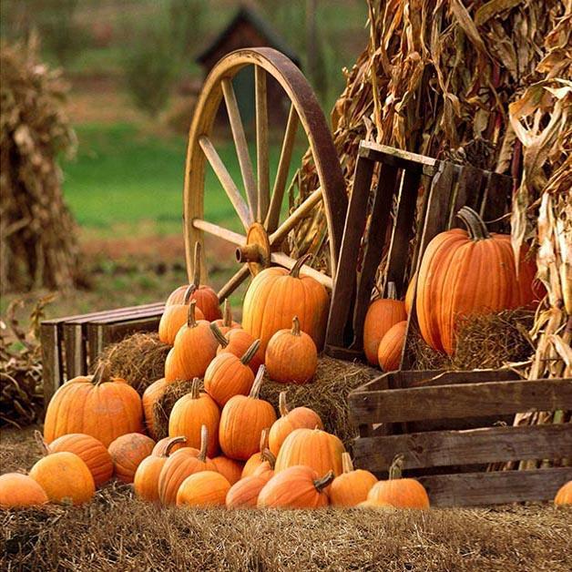 Autumn Farm Pumpkin backdrop UK for Party Photography OG-027